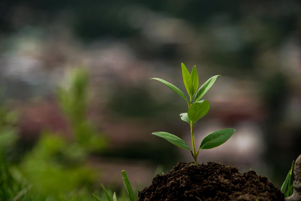 Photograph - a green shoot peeks out through the soil.