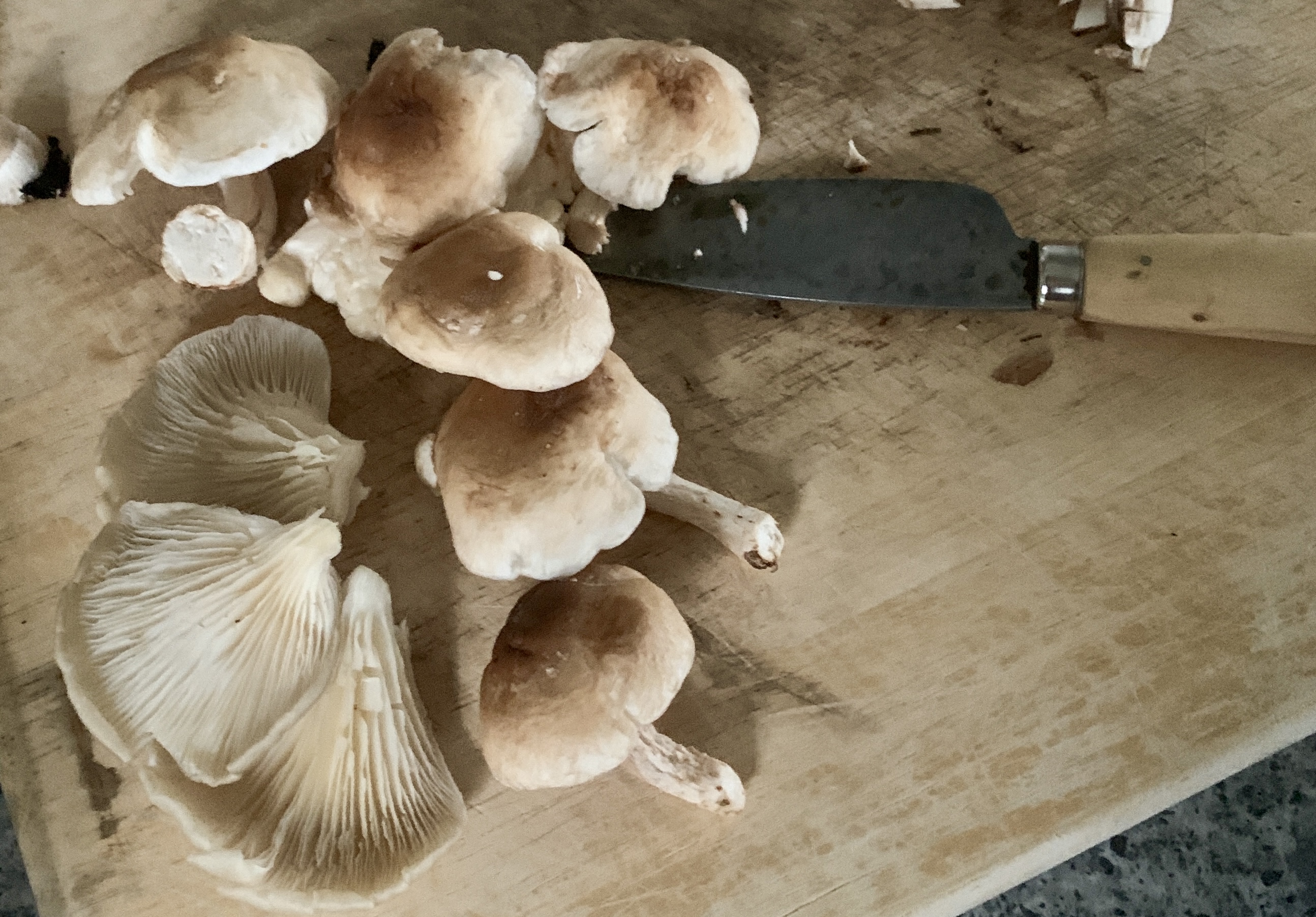 wild mushrooms on a light wood chopping board