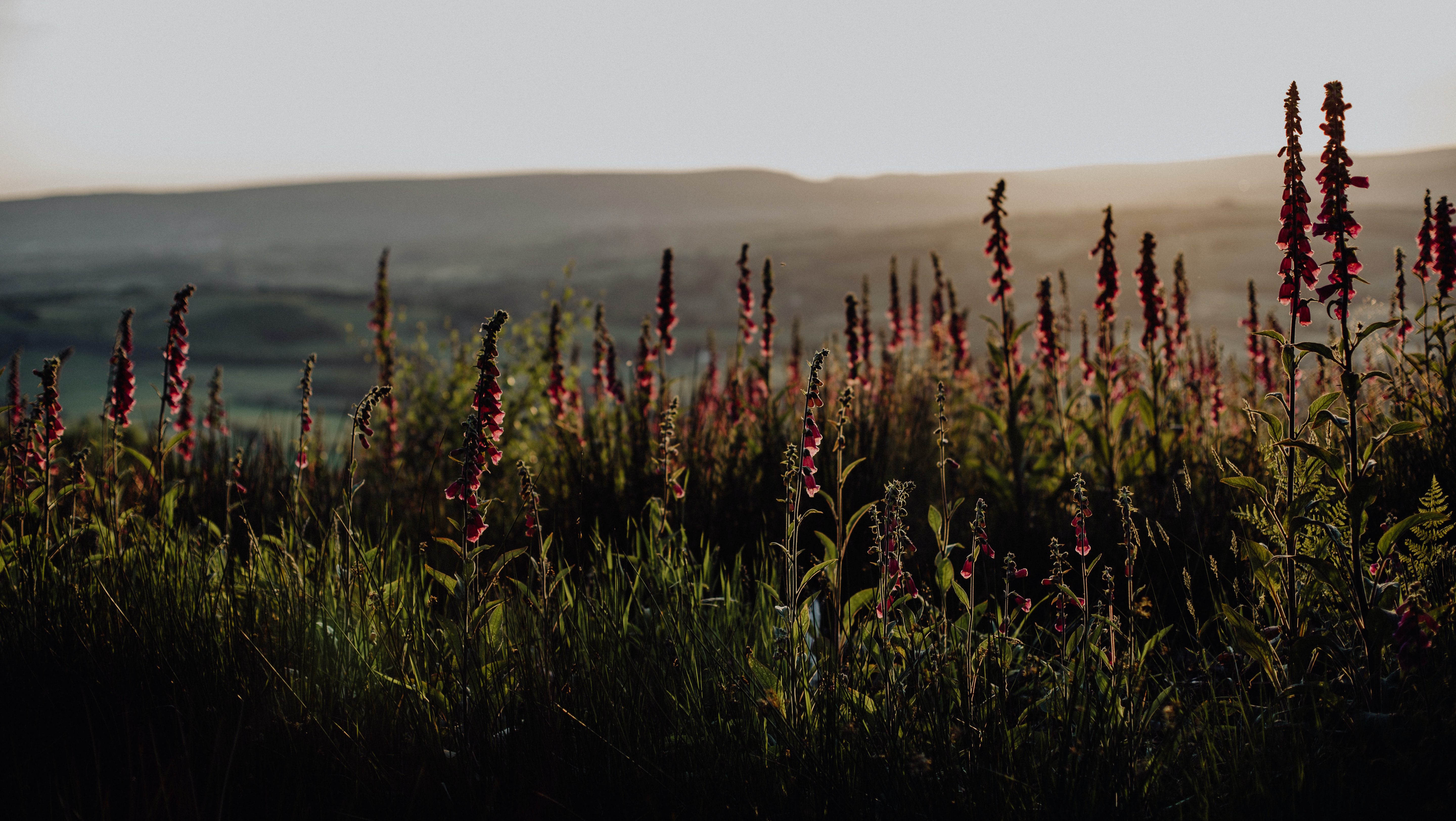 a bank of magenta foxgloves backlit by sunlight at dusk - Photo by Beth Jnr on Unsplash