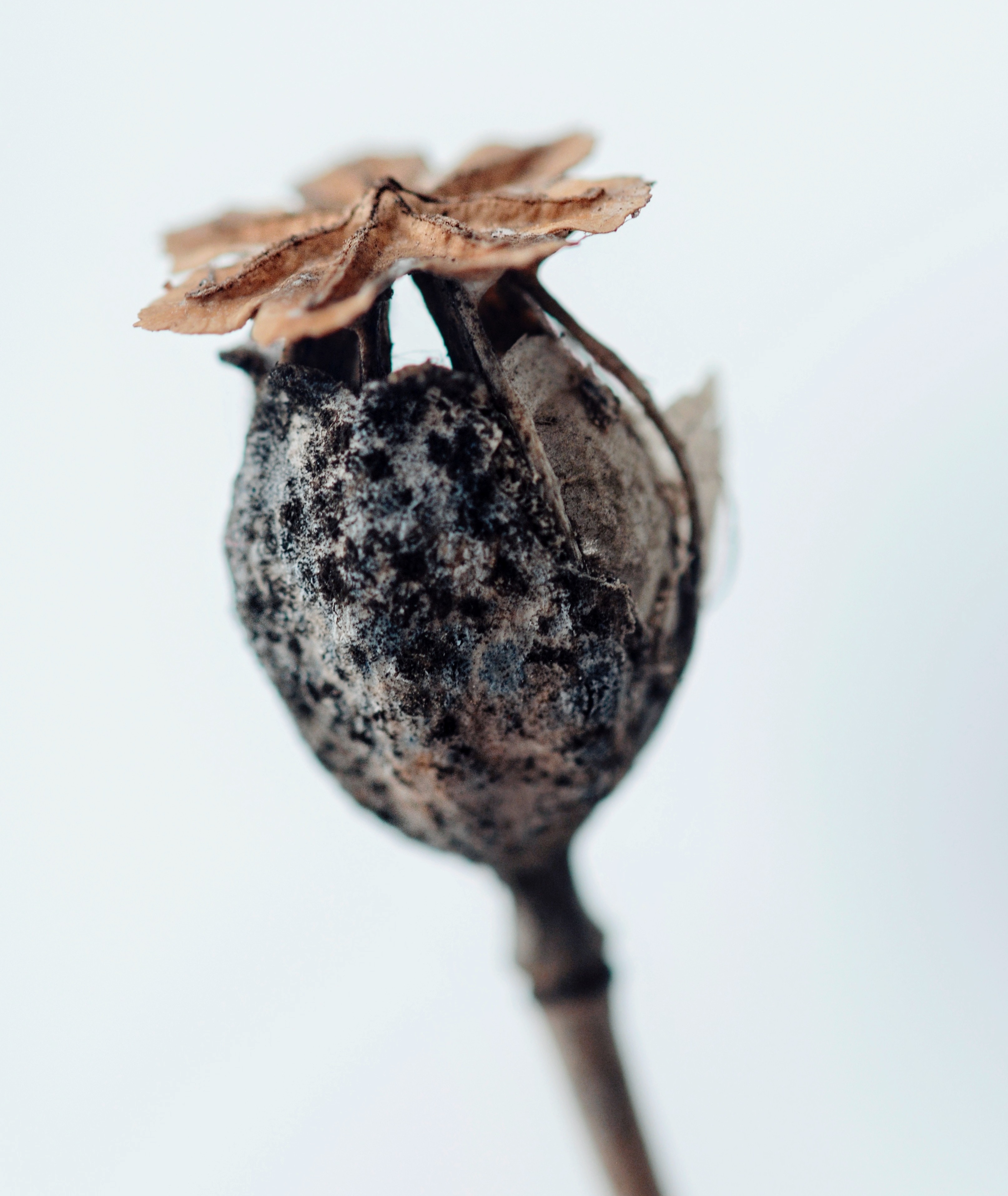 A sculptural seed-head.