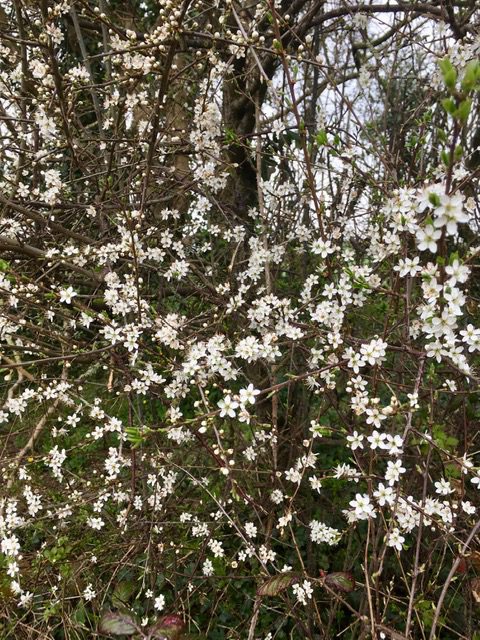 Blackthorn blossom.