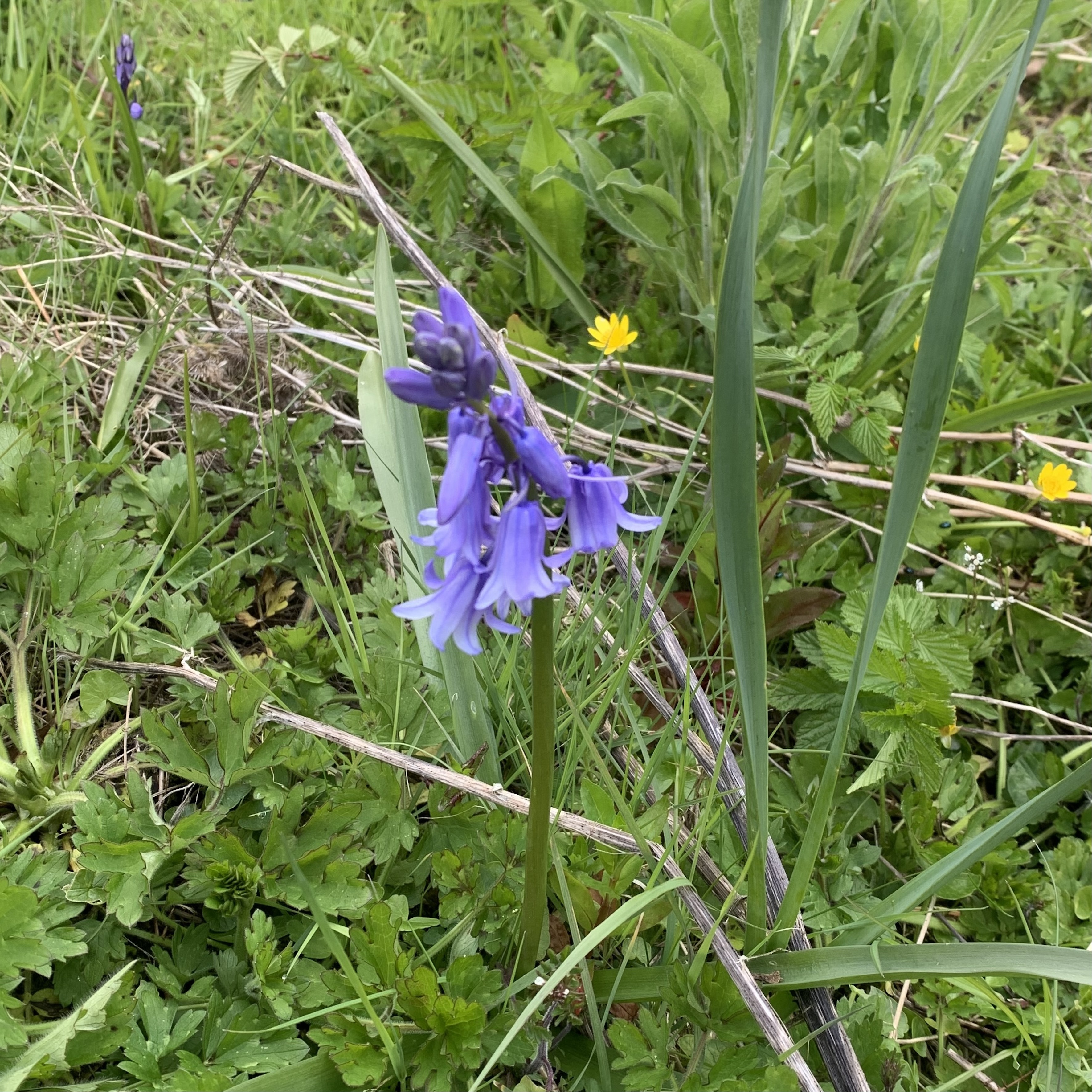 A bluebell amongst a mixture of fresh green foliage.