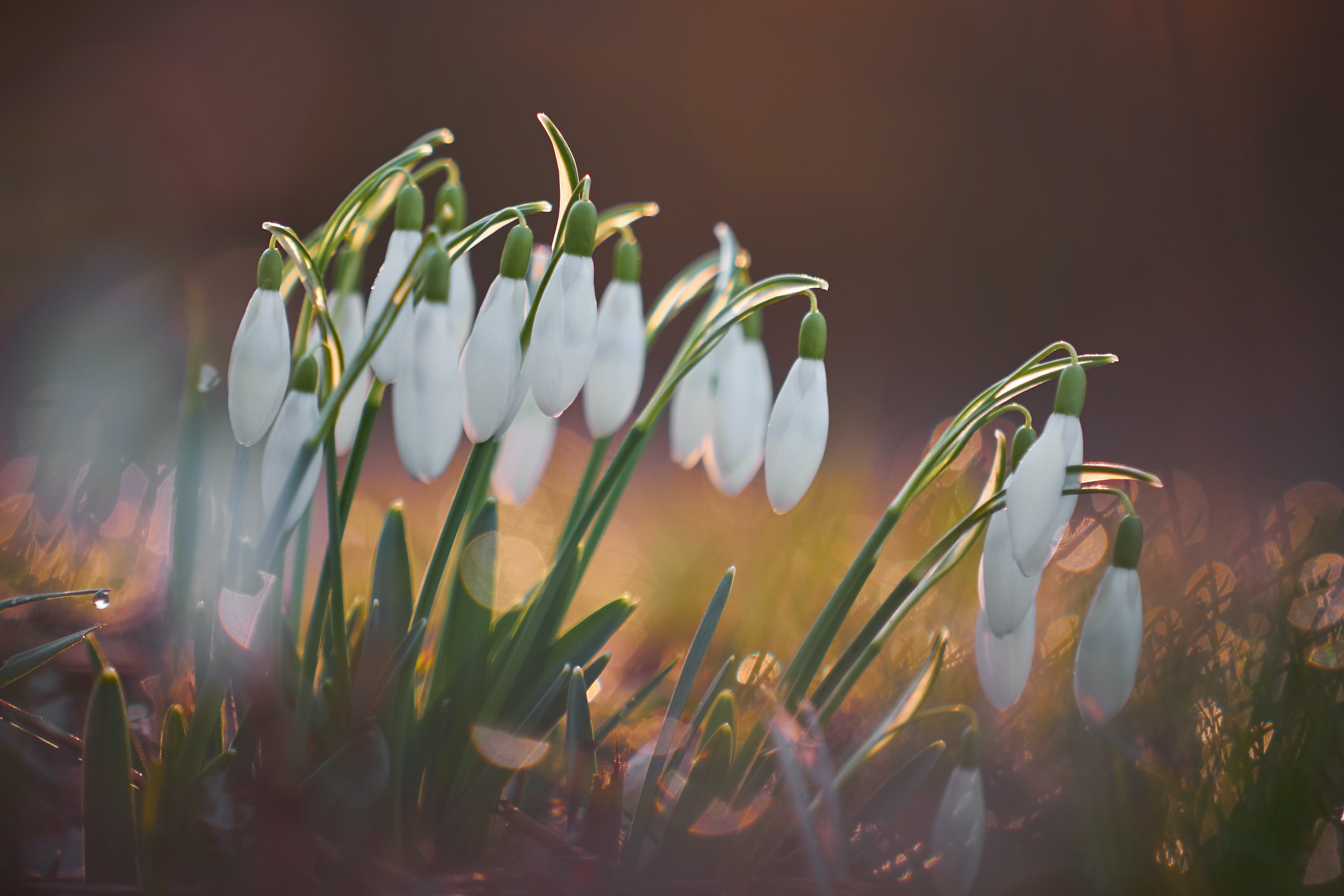 photograph - nodding snowdrops in low light