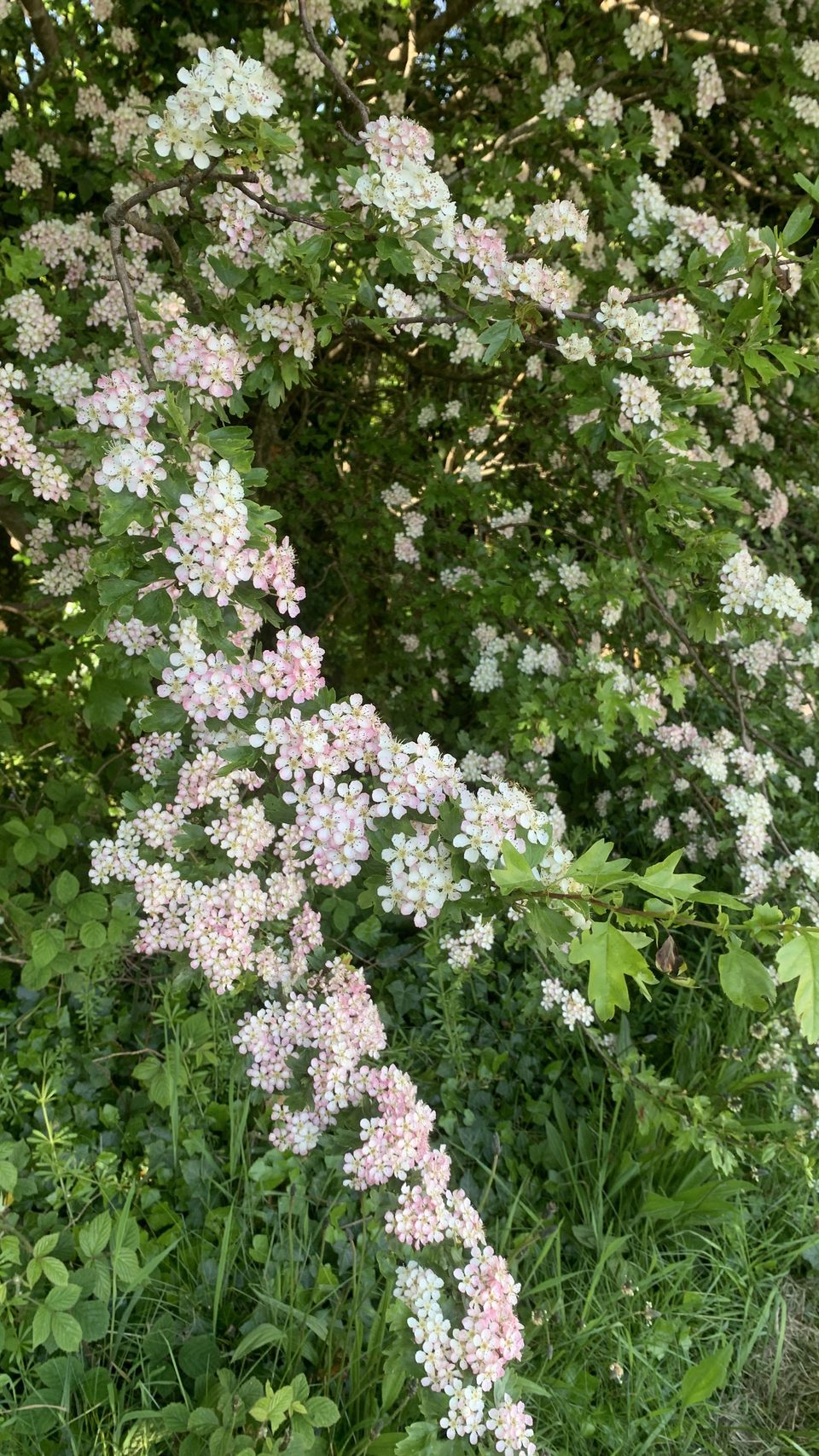 Hawthorn blossom.