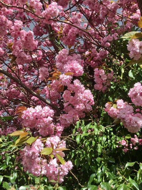 Bright pink cherry blossom.