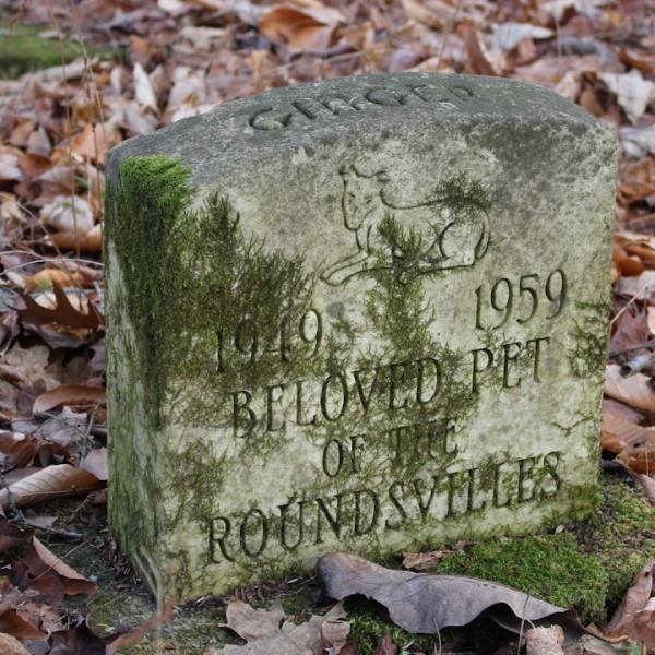 The Sapling Oracle – Samhain&nbsp;'24