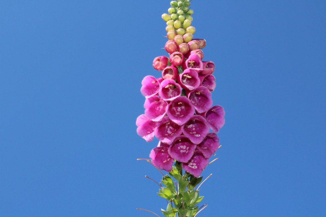 Magenta foxglove flowers beginning to bloom.