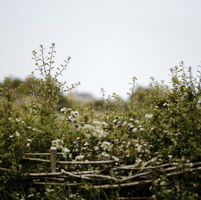 a wooden fence surrounded by bushes and flowers by Annie Spratt (@anniespratt)